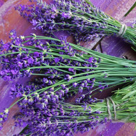 Lavender photo 4