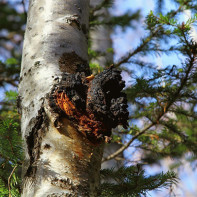 Photo of birch mushroom 2