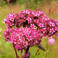 Photo of milk thistle 3