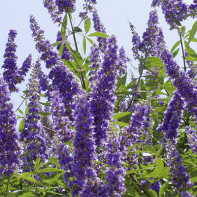 Fotografie de Vitex