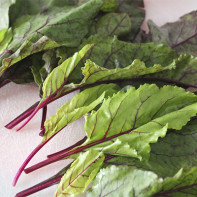 Photo of beet tops 4