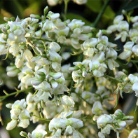 Photo of Sophora japonica 2