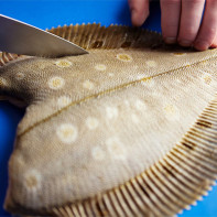 Foto Flounder 4