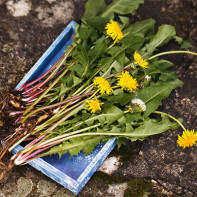 Photo of dandelion root 5