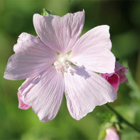 Photo of Malva forests 4