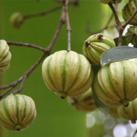 Φωτογραφία των φρούτων Garcinia 4