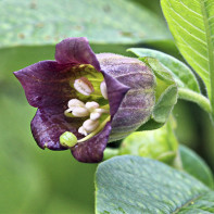 Photo of herbs hives