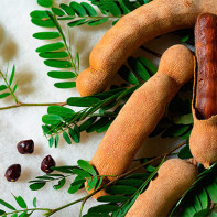 Photo of the tamarind fruit 3