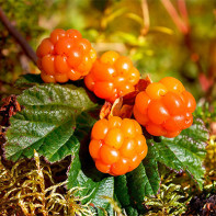 Fotografia Cloudberry 3