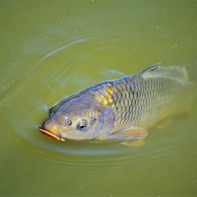 Photo of Carp