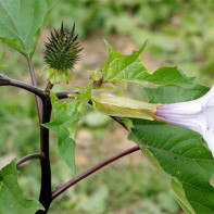 Fotografie de datura 4