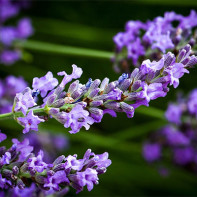 Lavanda foto 3