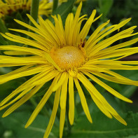 Fotografia elecampane 2