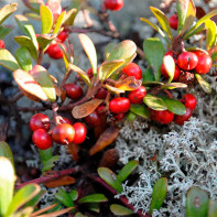 Photo of bearberry tree 4