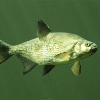 Photo of bream