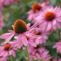 Echinacea photo