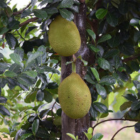 Jackfruit fotografie 5