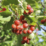 Φωτογραφία του hawthorn