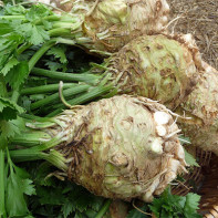 Celery root photo 5