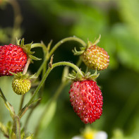 Photo strawberry 4