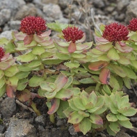 Photo of rhodiola 3