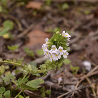 Photo of eyebright (Euphrasia) 5