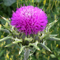 Photo of milk thistle 3