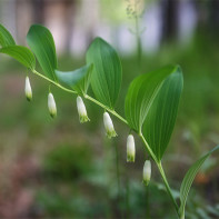 Fotografia cutena 5