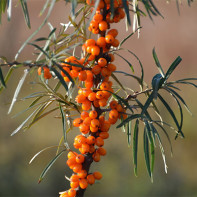 Photo of sea buckthorn leaves 3