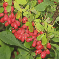 Barberry foto 5