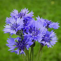 Cornflower photo 5