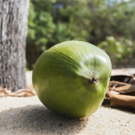 Nucă de cocos fotografie 7