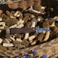 Photo of morels 4