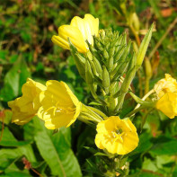 A photo of evening primrose 4