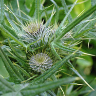 Fotografie de prickly tartaricus 5