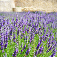 Lavanda fotografie 2