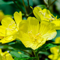 A photo of evening primrose 2