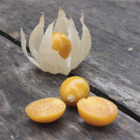 Photo of physalis