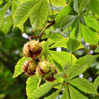 Chestnut photo