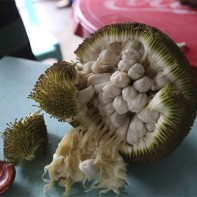 Marang fruit photo