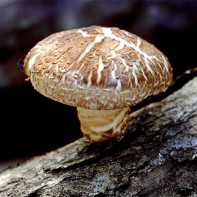 Fotografie de ciuperci shiitake 4