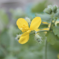 Photo of celandine 3