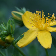 Fotografia Hypericum