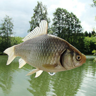 Photo of crucian carp 4