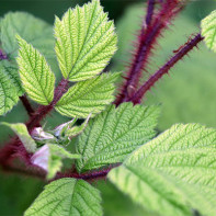 Photo of blackberry leaves 3