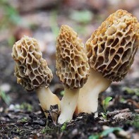 Photo of morels 3