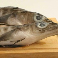 Icefish 2