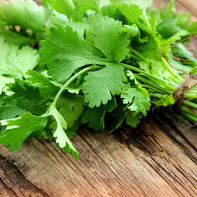 Photos of coriander