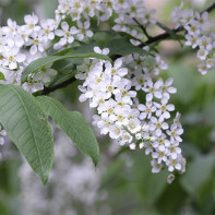 Photo of bird cherry tree 5