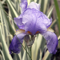 Iris photo 3